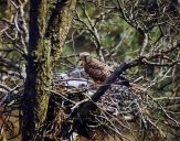 Sokół pustułka (Falco tinnunculus) - Kestrel falcon