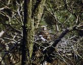 Sokół pustułka (Falco tinnunculus) - Kestrel falcon