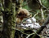 Sokół pustułka (Falco tinnunculus) - Kestrel falcon