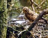 Sokół pustułka (Falco tinnunculus) - Kestrel falcon