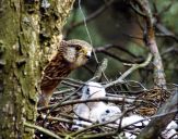 Sokół pustułka (Falco tinnunculus) - Kestrel falcon