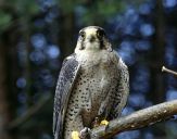 Sokół raróg górski ( Falco biarmicus ) - Lanner falcon