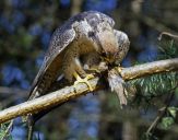 Sokół raróg górski ( Falco biarmicus ) - Lanner falcon