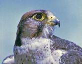 Sokół raróg górski ( Falco biarmicus ) - Lanner falcon