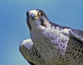 Sokół raróg górski ( Falco biarmicus ) - Lanner falcon