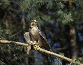 Sokół raróg górski ( Falco biarmicus ) - Lanner falcon