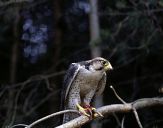 Sokół raróg górski ( Falco biarmicus ) - Lanner falcon