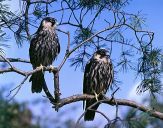 Sokół kobuz  ( Falco subbuteo ) - Hobby falcon