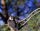 Sokół kobuz  ( Falco subbuteo ) - Hobby falcon