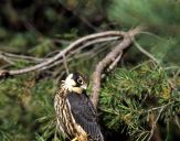 Sokół kobuz  ( Falco subbuteo ) - Hobby falcon