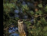 Sokół kobuz  ( Falco subbuteo ) - Hobby falcon