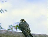 Sokół kobuz  ( Falco subbuteo ) - Hobby falcon