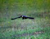 Sokół kobuz  ( Falco subbuteo ) - Hobby falcon