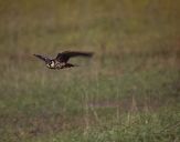 Sokół kobuz  ( Falco subbuteo ) - Hobby falcon