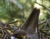 Sokół kobuz  ( Falco subbuteo ) - Hobby falcon