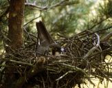 Sokół kobuz  ( Falco subbuteo ) - Hobby falcon