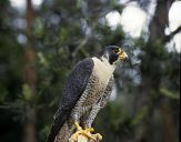 Sokół wędrowny ( Falco peregrinus ) - Peregrine falcon