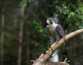 Sokół wędrowny ( Falco peregrinus ) - Peregrine falcon