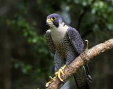 Sokół wędrowny ( Falco peregrinus ) - Peregrine falcon