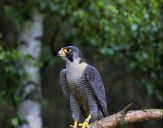 Sokół wędrowny ( Falco peregrinus ) - Peregrine falcon