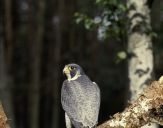 Sokół wędrowny ( Falco peregrinus ) - Peregrine falcon