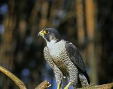 Sokół wędrowny ( Falco peregrinus ) - Peregrine falcon