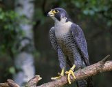 Sokół wędrowny ( Falco peregrinus ) - Peregrine falcon