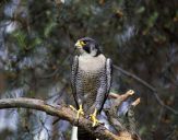 Sokół wędrowny ( Falco peregrinus ) - Peregrine falcon