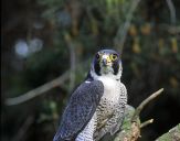 Sokół wędrowny ( Falco peregrinus ) - Peregrine falcon