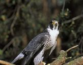 Sokół wędrowny ( Falco peregrinus ) - Peregrine falcon