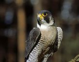 Sokół wędrowny ( Falco peregrinus ) - Peregrine falcon