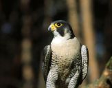 Sokół wędrowny ( Falco peregrinus ) - Peregrine falcon