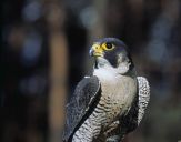 Sokół wędrowny ( Falco peregrinus ) - Peregrine falcon