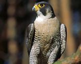 Sokół wędrowny ( Falco peregrinus ) - Peregrine falcon