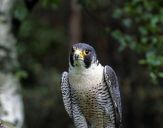 Sokół wędrowny ( Falco peregrinus ) - Peregrine falcon