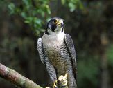 Sokół wędrowny ( Falco peregrinus ) - Peregrine falcon