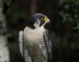 Sokół wędrowny ( Falco peregrinus ) - Peregrine falcon