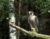 Sokół wędrowny ( Falco peregrinus ) - Peregrine falcon