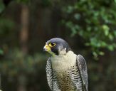 Sokół wędrowny ( Falco peregrinus ) - Peregrine falcon