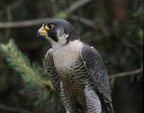 Sokół wędrowny ( Falco peregrinus ) - Peregrine falcon