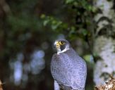 Sokół wędrowny ( Falco peregrinus ) - Peregrine falcon