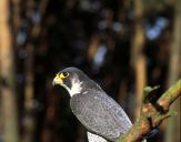 Sokół wędrowny ( Falco peregrinus ) - Peregrine falcon