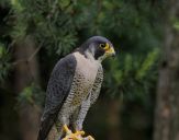 Sokół wędrowny ( Falco peregrinus ) - Peregrine falcon