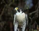 Sokół wędrowny ( Falco peregrinus ) - Peregrine falcon