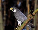 Sokół wędrowny ( Falco peregrinus ) - Peregrine falcon