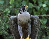 Sokół wędrowny ( Falco peregrinus ) - Peregrine falcon