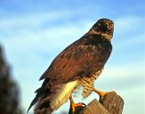 Jastrząb gołębiarz (Accipiter gentilis ) - Goshawk