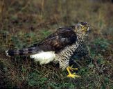 Jastrząb gołębiarz (Accipiter gentilis ) - Goshawk