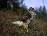 Jastrząb gołębiarz (Accipiter gentilis ) - Goshawk