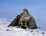 Jastrząb gołębiarz (Accipiter gentilis ) - Goshawk